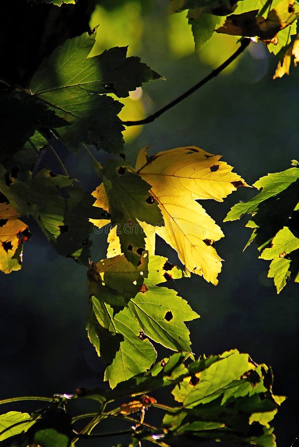 Herbstfarbahornbl?tter lizenzfreies stockfoto Herbstfarbahornbl?tter lizenzfreies stockfoto