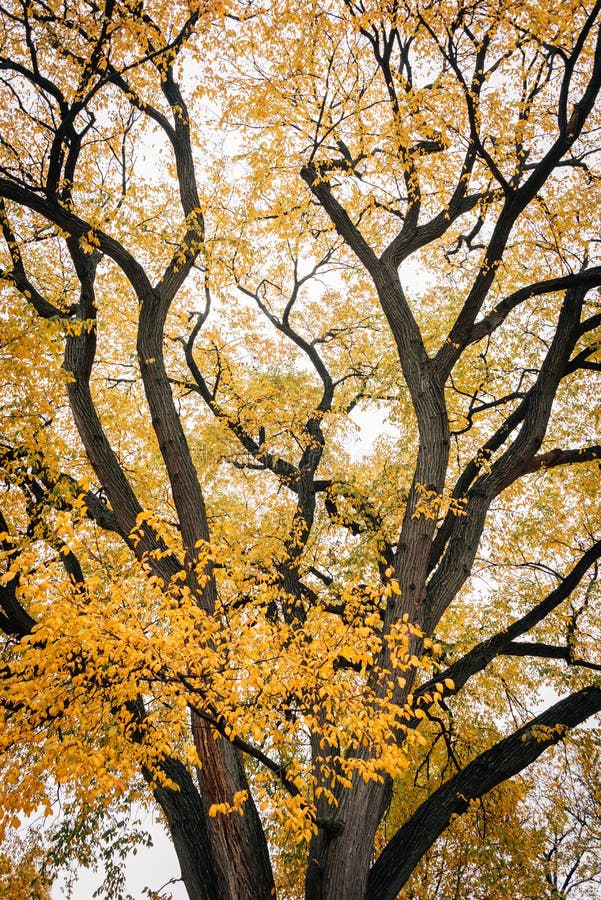 Herbstfarbe am Aussicht-Park, in Brooklyn, New York City lizenzfreie stockfotografie Herbstfarbe am Aussicht-Park, in Brooklyn, New York City lizenzfreie stockfotografie