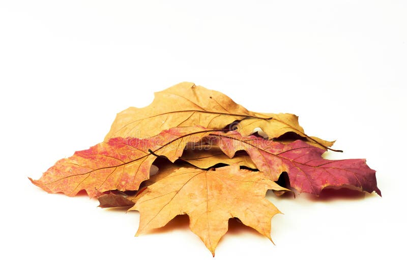 Herbstkonzept, bunte Blätter auf einem weißen Hintergrund stockbilder