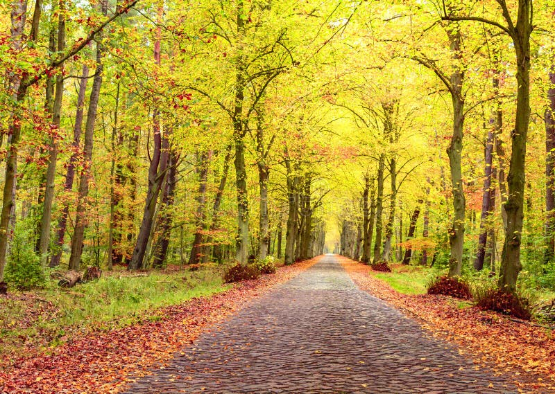 Herbstlandschaft, Ziegelsteinstraße zwischen Bäumen, gefallene Blätter lizenzfreies stockbild Herbstlandschaft, Ziegelsteinstraße zwischen Bäumen, gefallene Blätter lizenzfreies stockbild