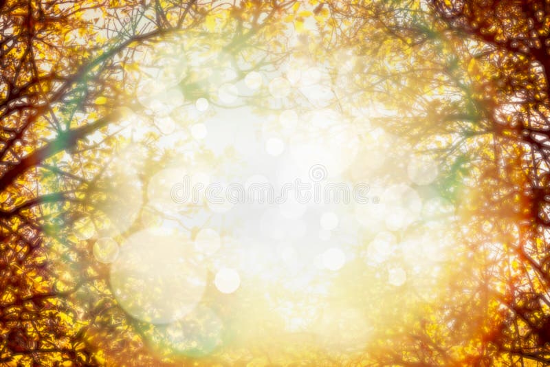 Herbstlaub auf Bäumen über Sonnenlicht im Garten oder im Park Unscharfer Fallnaturhintergrund lizenzfreies stockbild