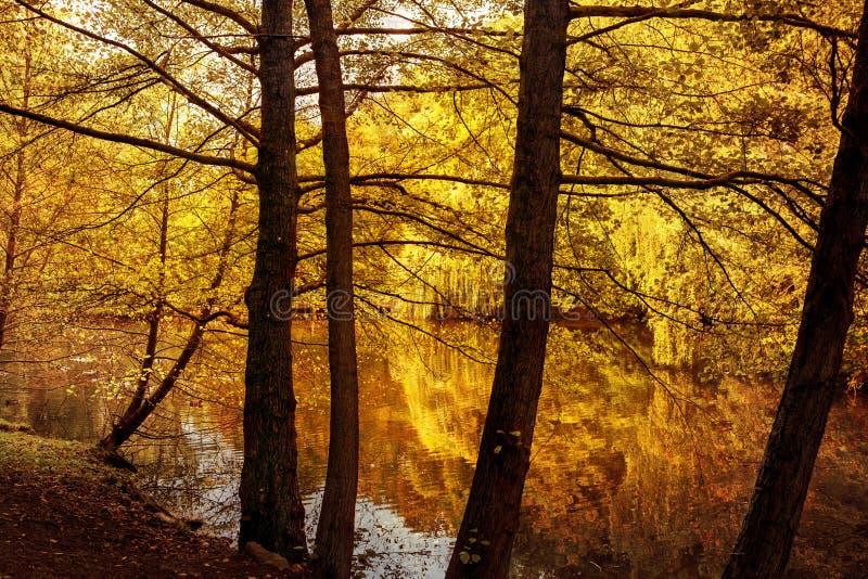 Herbstlaub widergespiegelt im Waldteich stockfoto Herbstlaub widergespiegelt im Waldteich stockfoto