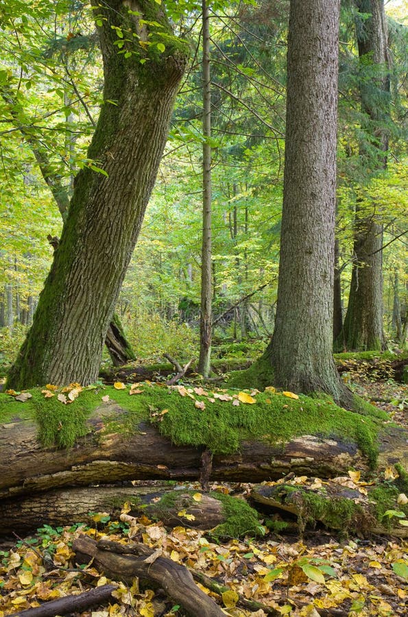 Herbstliche Landschaft des natürlichen Waldes stockfoto Herbstliche Landschaft des natürlichen Waldes stockfoto