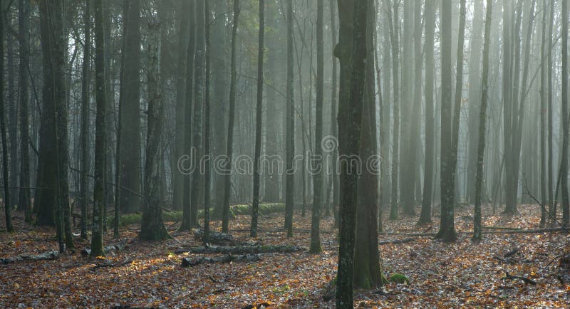 Herbstliche laubwechselnde Standplatzlandschaft stockbilder Herbstliche laubwechselnde Standplatzlandschaft stockbilder