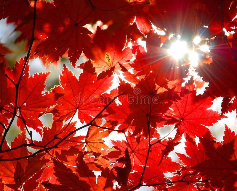 Herbstliche Verzierung, rote Blätter des Ahornholzes