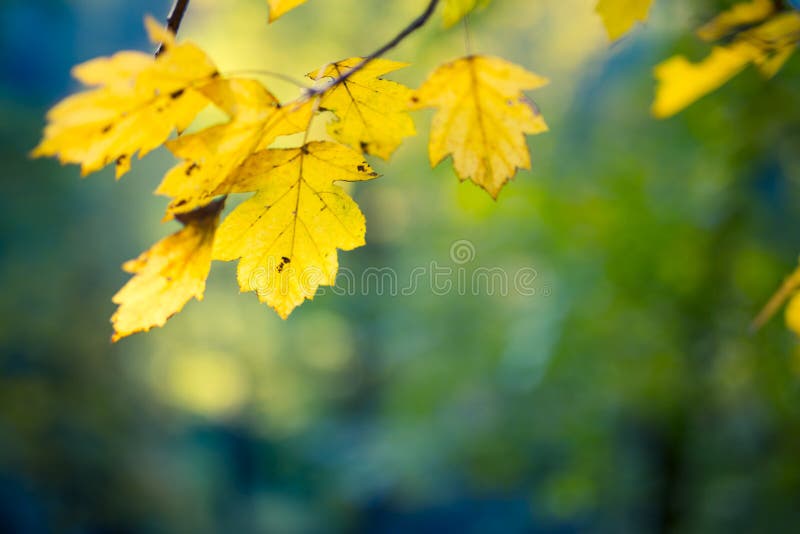 Gelbe Blätter stockbilder