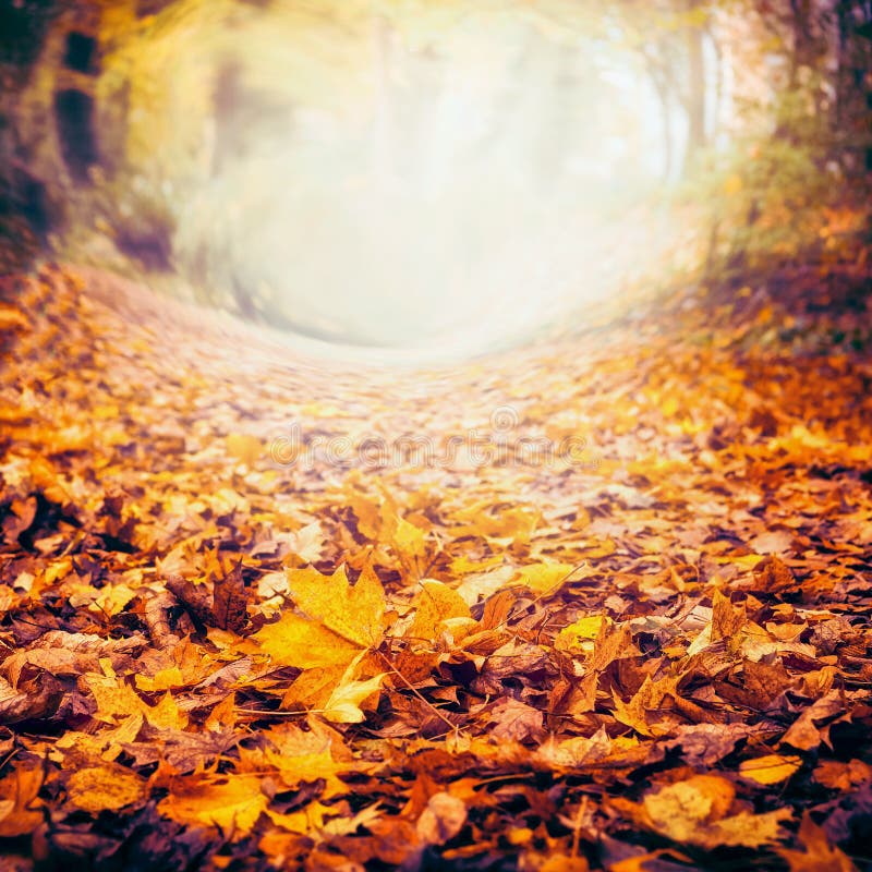 Herbstnaturhintergrund mit bunten gefallenen Blättern, Fallnatur lizenzfreie stockfotos Herbstnaturhintergrund mit bunten gefallenen Blättern, Fallnatur lizenzfreie stockfotos