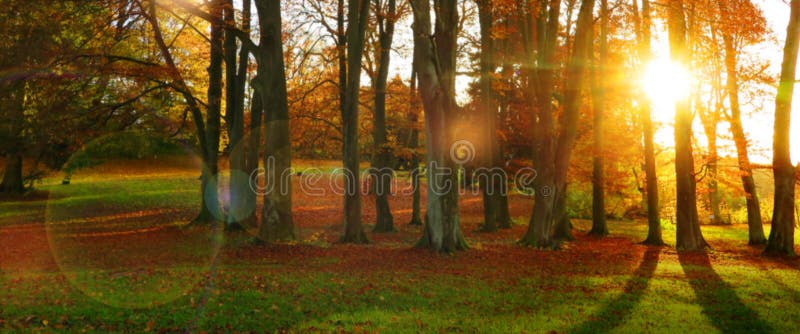 Herbstsonne in einem Wald mit bunten Blättern stockfoto Herbstsonne in einem Wald mit bunten Blättern stockfoto