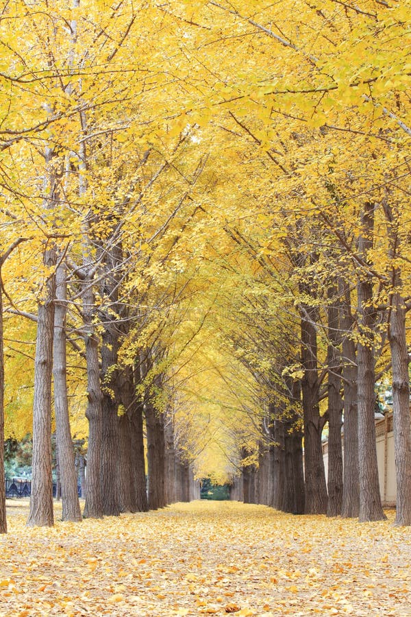Herbststraße im Morgen stockfotografie Herbststraße im Morgen stockfotografie