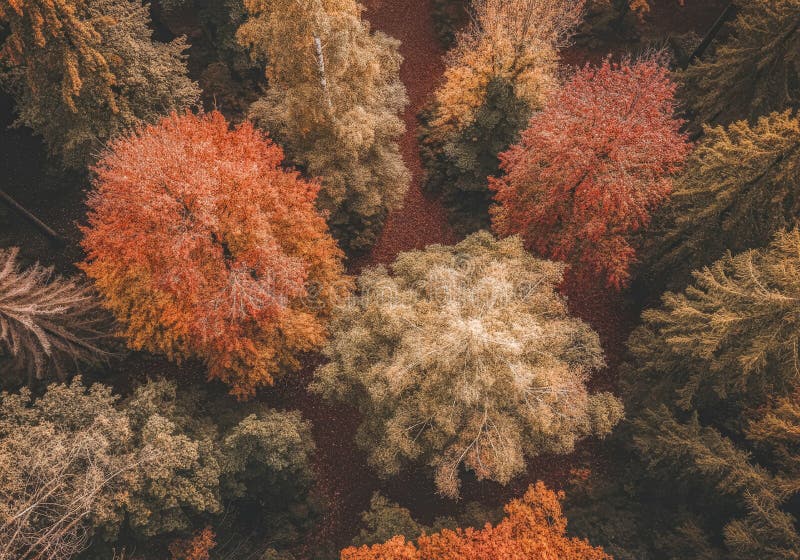 Herbstwaldddach mit lebhaftem Laub- und Blätterdach Naturszene für saisonale Gestaltung. Luftbild eines Waldes im Herbst mit einer lebhaften Mischung aus rotem und braunem Blattwerk. diese panoramische Szenerie Schönheit des Herbstes bietet eine reiche Tapisserie von Farben ideal für saisonale Designs und natureinspirierte Projekte.. AI generiert