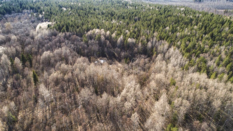 Herbstwaldluftbrummenansicht im Fr?hjahr lizenzfreie stockfotos Herbstwaldluftbrummenansicht im Fr?hjahr lizenzfreie stockfotos