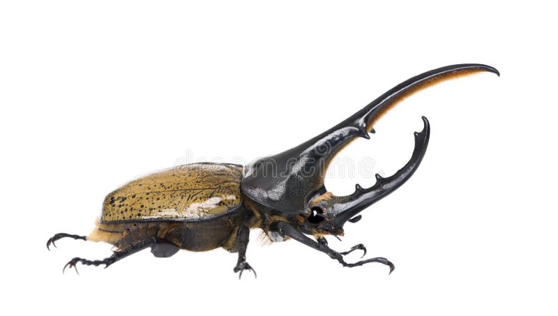 Hercules beetle against white background stock photography