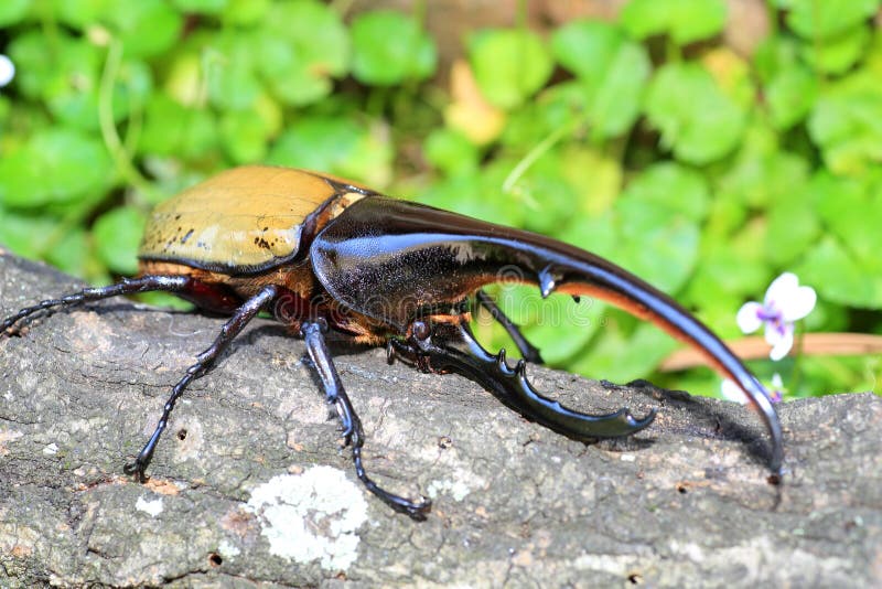 Hercules beetle stock image. Image of brazil, horn, hercules 75402755