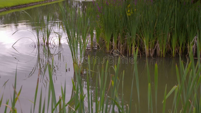 Hercules Garden Pond, Blair Castle, Scozia