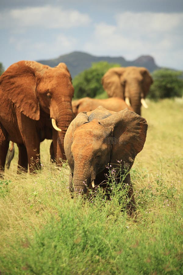 Herd of African elephants royalty free stock image