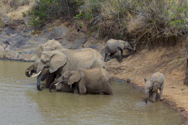 Herd of African Elephants drinking stock photos