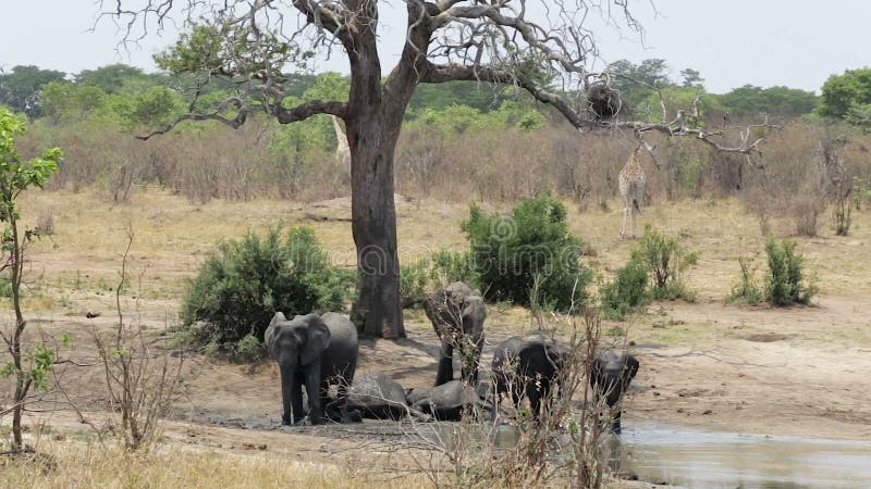 herd of African elephants and giraffes at waterhole