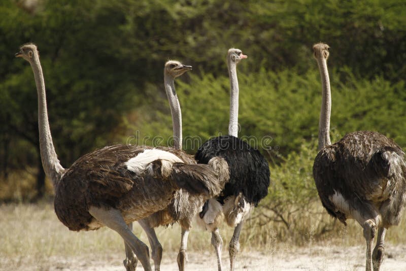 Herd of African Ostriches