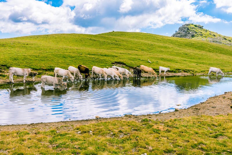 Herd of Animals Drinking Water from a Pond. Stock Photo - Image of  loneliness, catalonia: 161666298