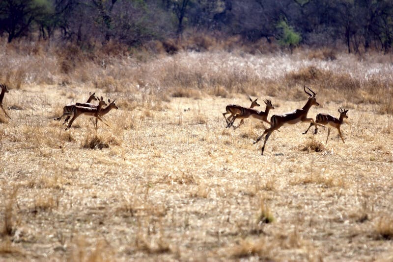 Herd of antelope stock images