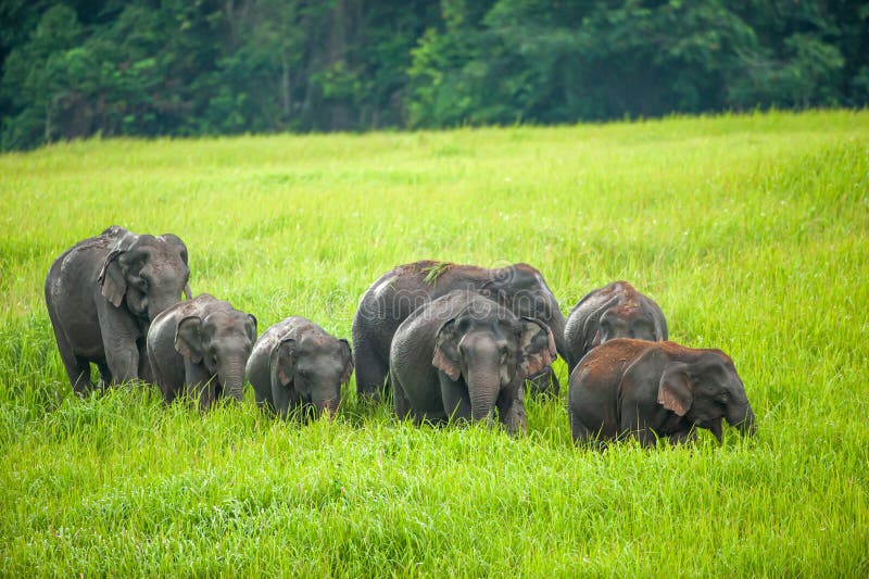 A herd of Asian Elephants feeding in the green grassland