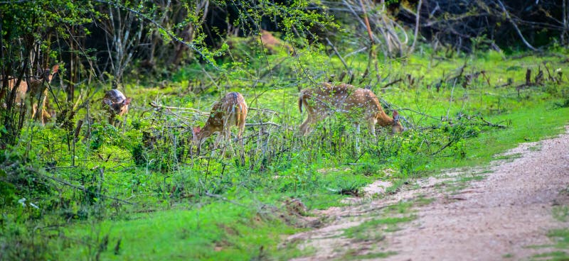 Herd of beautiful Sri Lankan axis deers grazing fresh grass at Udawalawe forest in the evening, Sri Lankan axis deer is also called as Ceylon spotted deer.