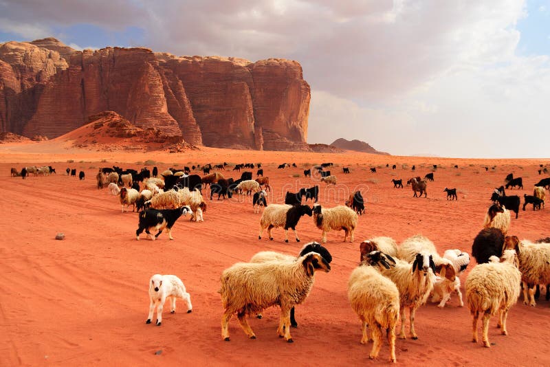 Herd of Bedouin Sheep and Goats Stock Photo Image of middle, bright