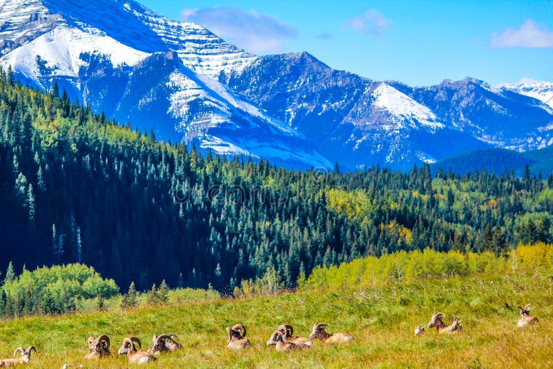 Big horns in a meadow, Waterton Lakes National Park, Alberta, Canada stock photos Big horns in a meadow, Waterton Lakes National Park, Alberta, Canada stock photos