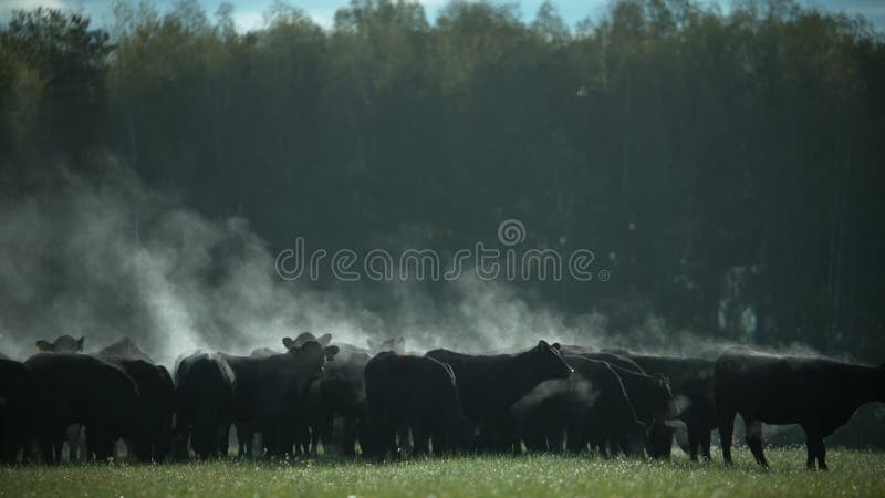 A herd of Black Angus bulls on a pasture in the early morning.