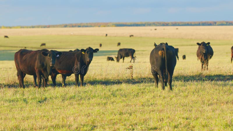 Herd or black angus cows. Cows graze in meadow. Animal grazing in pasture. Static view.