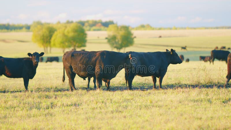 Herd or black angus cows. Cows graze in meadow. Animal grazing in pasture. Static view.