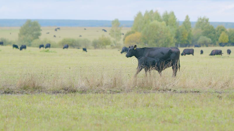 Herd or black angus cows. Small tiny calf grazing on pasture grass field. Static view.