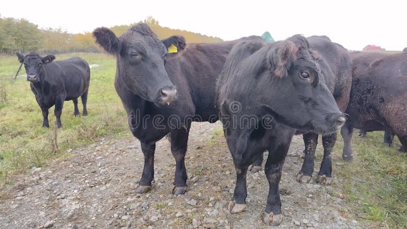 Herd of black Angus cows. Video with angus cows
