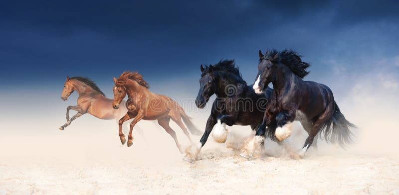 A herd of black and red horses galloping in the sand against the background of a stormy sky. Four stallions in the desert