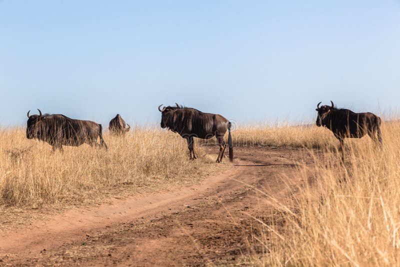 Herd Blue Wildebeest Road Grasslands Wildlife Animals royalty free stock photography Herd Blue Wildebeest Road Grasslands Wildlife Animals royalty free stock photography