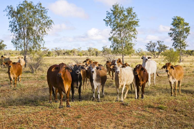 Brahman cattle in outback Queensland mixed colours. Brahman stock images, royalty-free photos and pictures