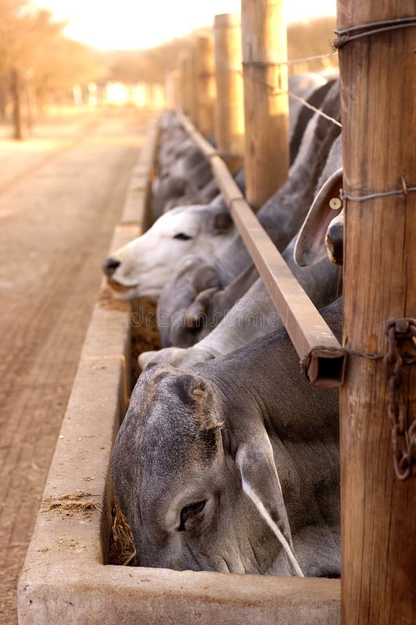 A herd of Brahmans at feeding time with selective focus. Brahman stock images, royalty-free photos and pictures
