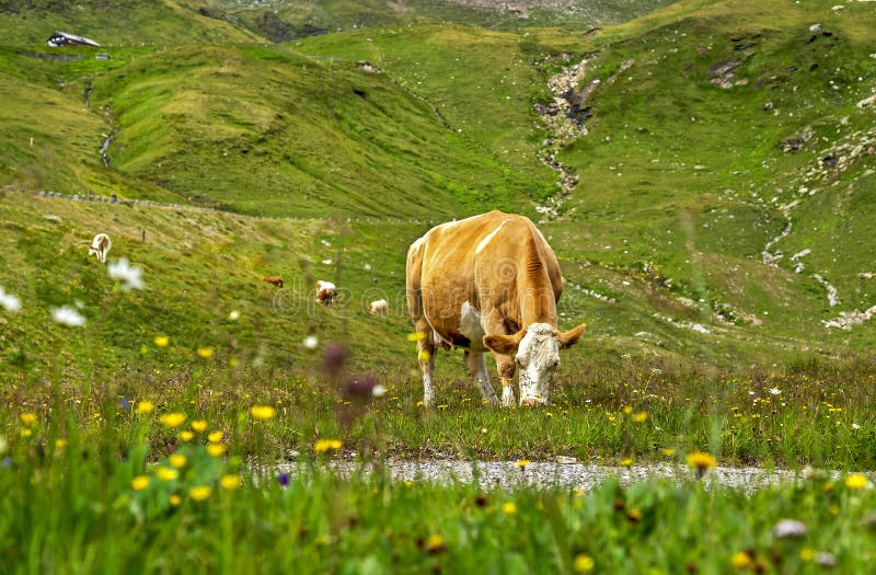 Herd of brown cows grazing on fresh green mountain pastures on the Alpine meadow at summer day. royalty free stock images Herd of brown cows grazing on fresh green mountain pastures on the Alpine meadow at summer day. royalty free stock images