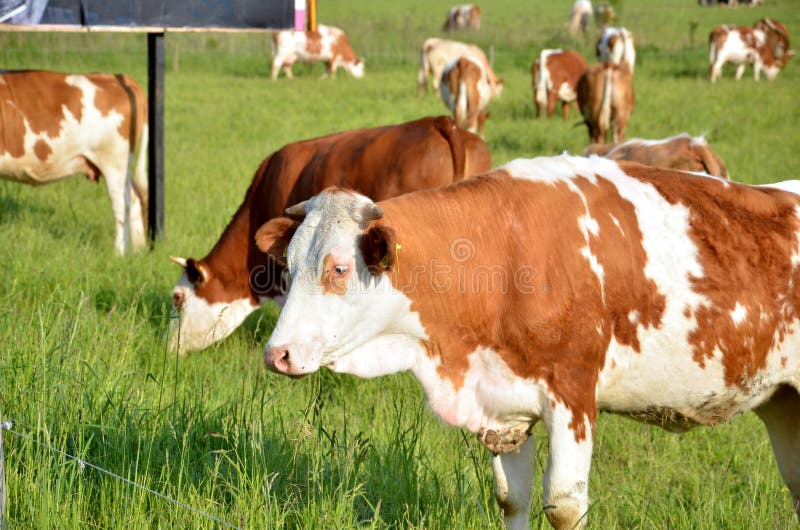Stádo hnědých bílých krav se živí trávou na slunci na zelené letní pastvě