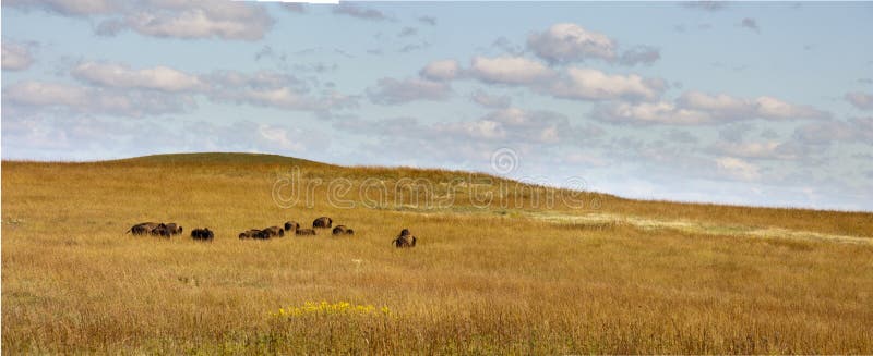Herd Of Buffalo Grazing In The Kansas Tallgrass Pr