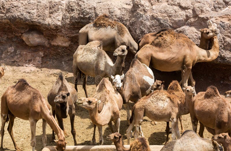 The herd of Camels stock photo. Image of livestock, head 69335506