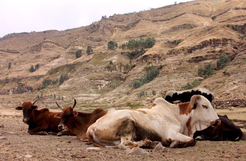 A Herd of Cattle, Ethiopia stock photo. Image of labelia 253392492