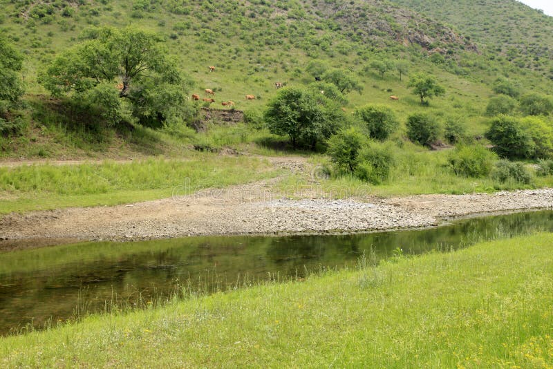 A herd of cattle are grazing stock image
