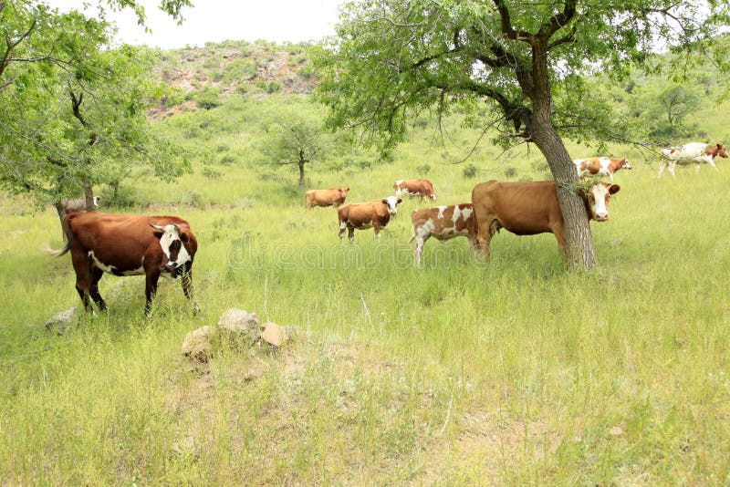 A herd of cattle are grazing stock photo