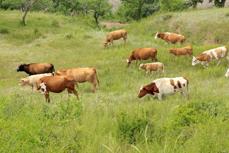 A herd of cattle are grazing royalty free stock images