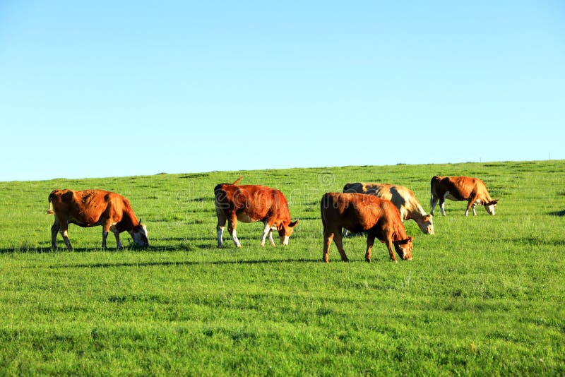 A herd of cattle on the prairie royalty free stock image