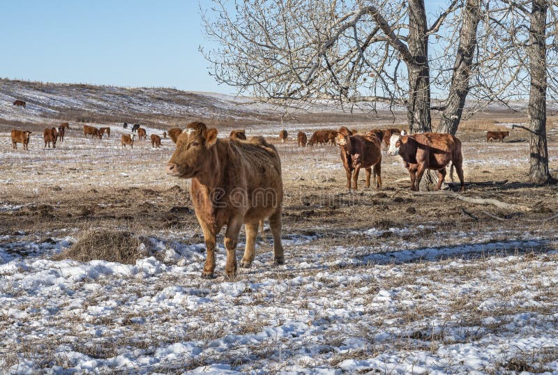 A Herd of Cattle in the Winter Stock Photo Image of cold, country