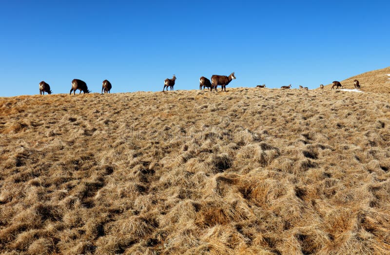 Herd of chamois in mountain Tatras