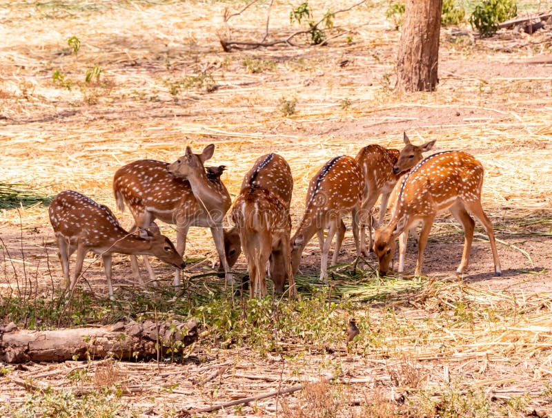 Herd of cheetal also known as spotted deer or axis deer grazing in the forest