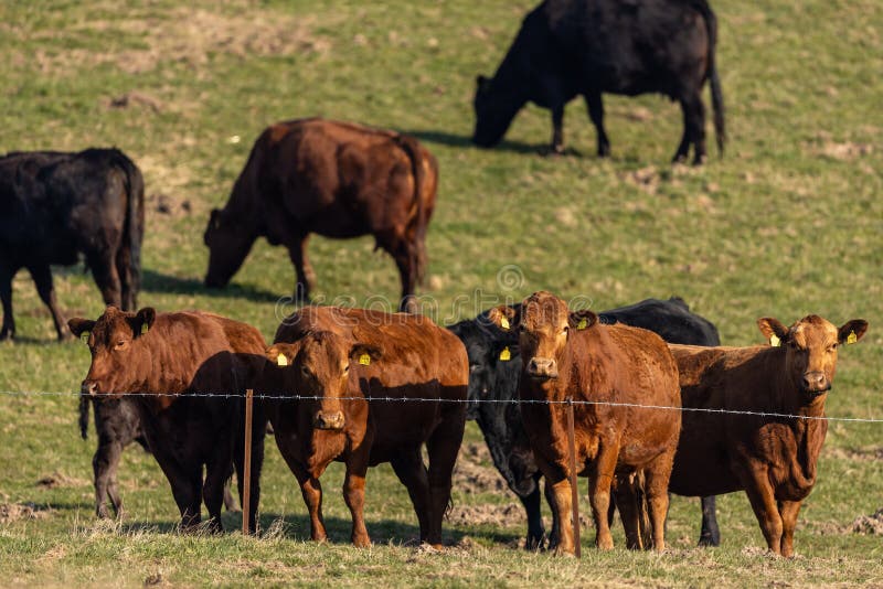 Herd of cows in a field stock photo. Image of pasture 177335592